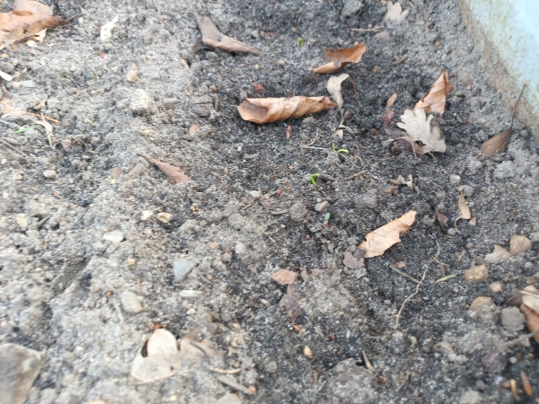 Zwei Hunde im Schnee.