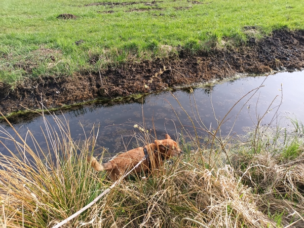 Angeleinter Hund auf verschneiter Straße neben Schneeverwehungen.