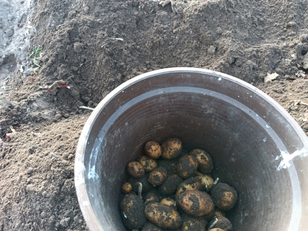Hund steht mit den Vorderpfoten auf einer Erhöhung.