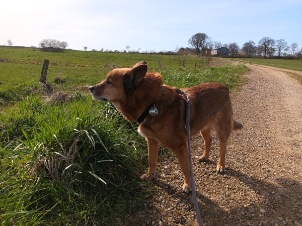 Zwei Hunde an der Leine auf einer verschneiten Straße.
