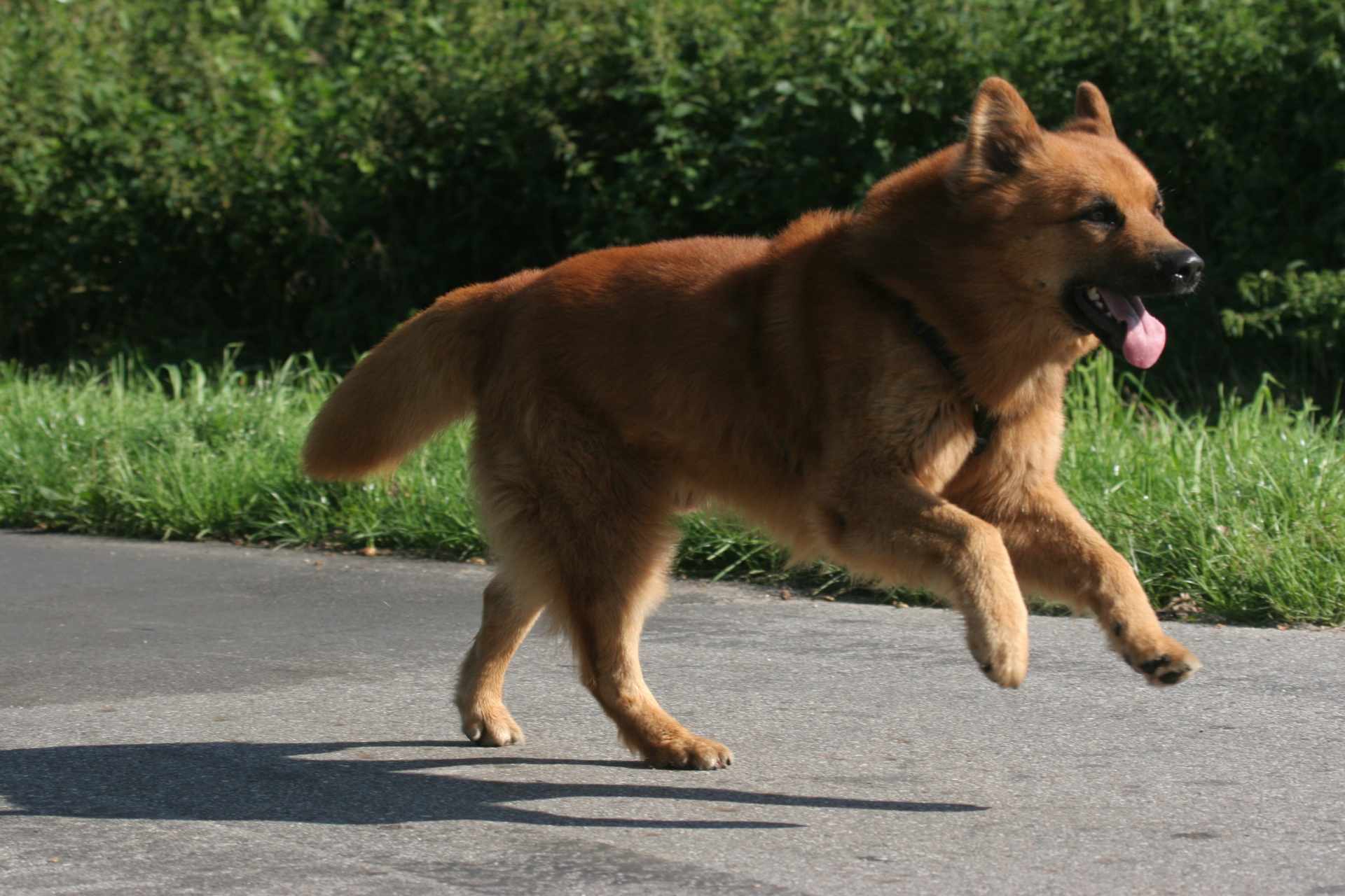 Hundetrainerin Johanna Fleischmann mit zwei Hunden