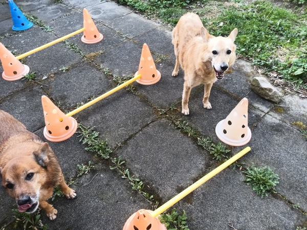 Zwei Hunde im Garten bei Hundephysiotherapieübungen mit Cavalettistangen