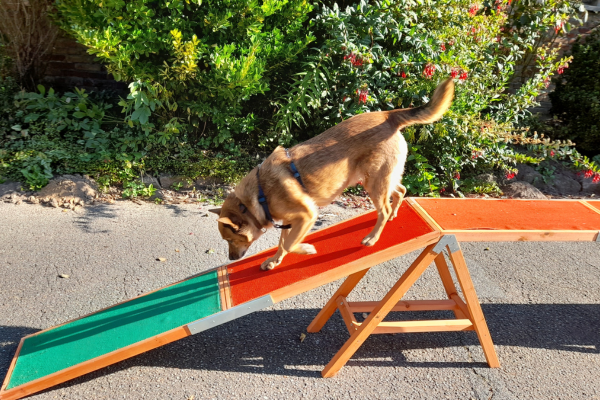 Hund läuft über einen Agility-Steg.