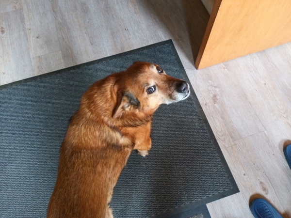 Hund von oben auf einer Fußmatte fotografiert.