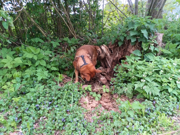 Hund gräbt in der Erde vor einer Hecke.