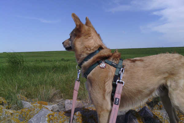 Hund beobachtet aufmerksam seine Umgebung – Hundetraining braucht individuellen Kontext