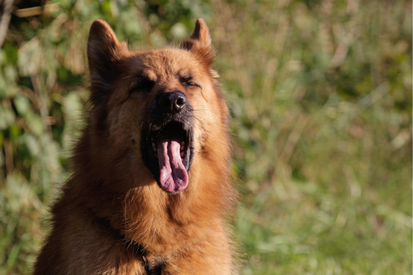 Hund gähnt – Körpersprache und Stresssignale im Hundetraining bei Schleswig verstehen