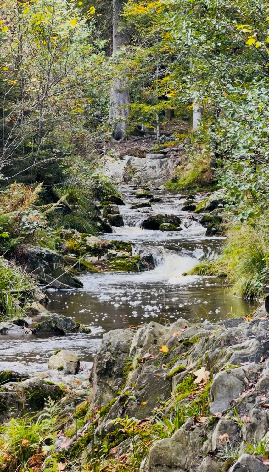 Le ruisseau du Trôs-Maret entre les rochers et les arbres, pour la marche afghane du 7 novembre