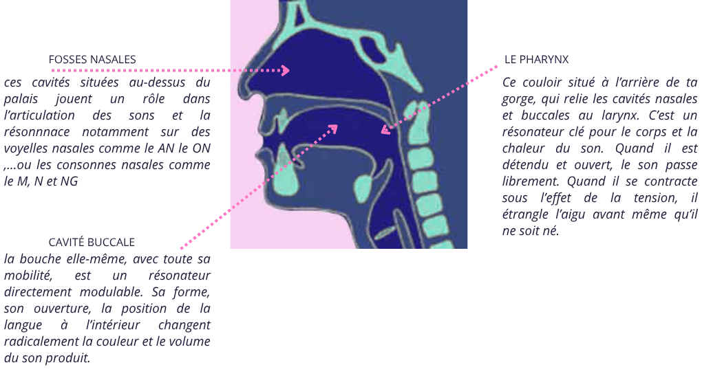 résonateursSchéma des résonateurs vocaux : pharynx, fosses nasales, cavité buccale