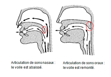 Voile du palais relevé : configuration idéale pour aigus brillant
