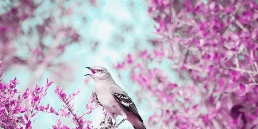 Oiseau chanteur - la puissance vocale sans effort