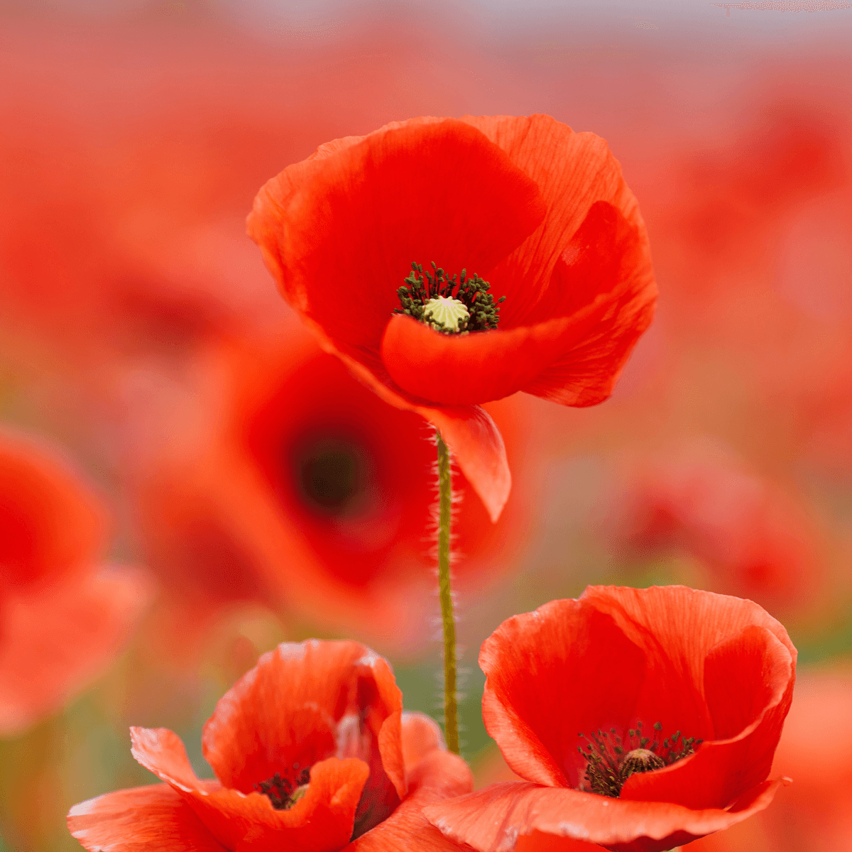 Gite coquelicot - le Mas Clementine - Ardèche