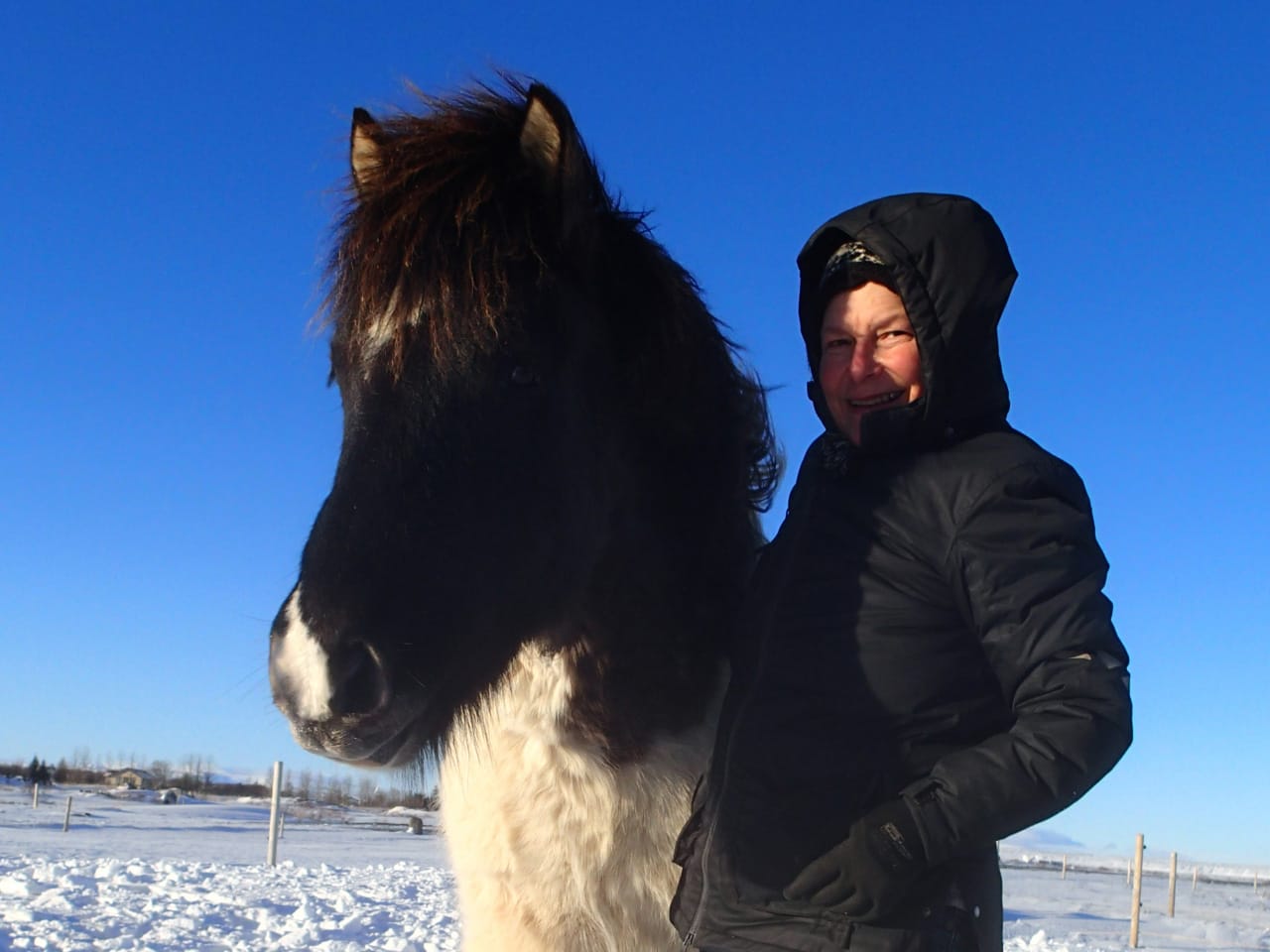 Béatrice accotée à Taktur, un cheval islandais, pie gris souris en liberté dans la neige