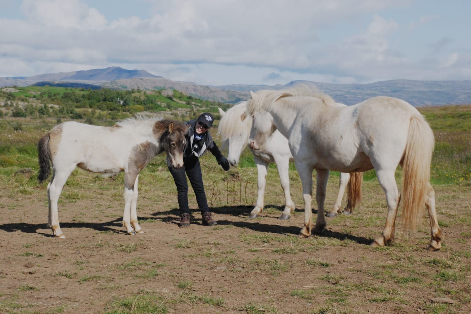 In summer, in a large Icelandic meadow with valleys and mountains on the horizon, Aurore is surrounded by two young gray mares and a smoky buckskin pinto filly, who have come seeking cuddles.