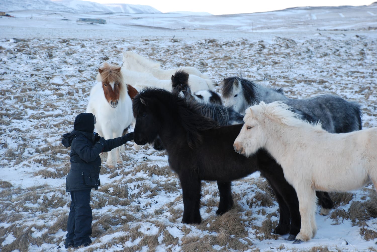 In a burst of joyful curiosity, young horses join Aurore in the snow to get in touch rather than be photographed.