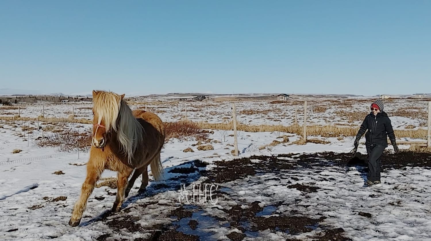 un cheval islandais faisant des cercles au trot en travail au sol en liberté, par une belle journée d'hiver en islande.