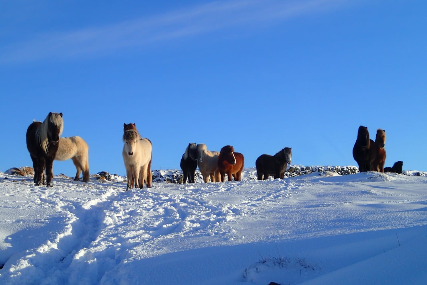 Two horses doing groundwork circles at liberty in a beautiful winter day with snow and blue sky.