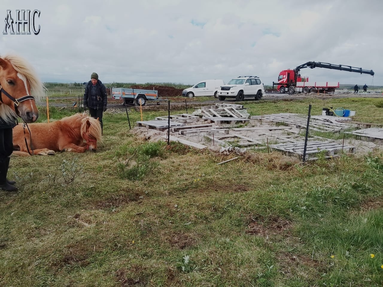 Two horses doing groundwork circles at liberty in a beautiful winter day with snow and blue sky.