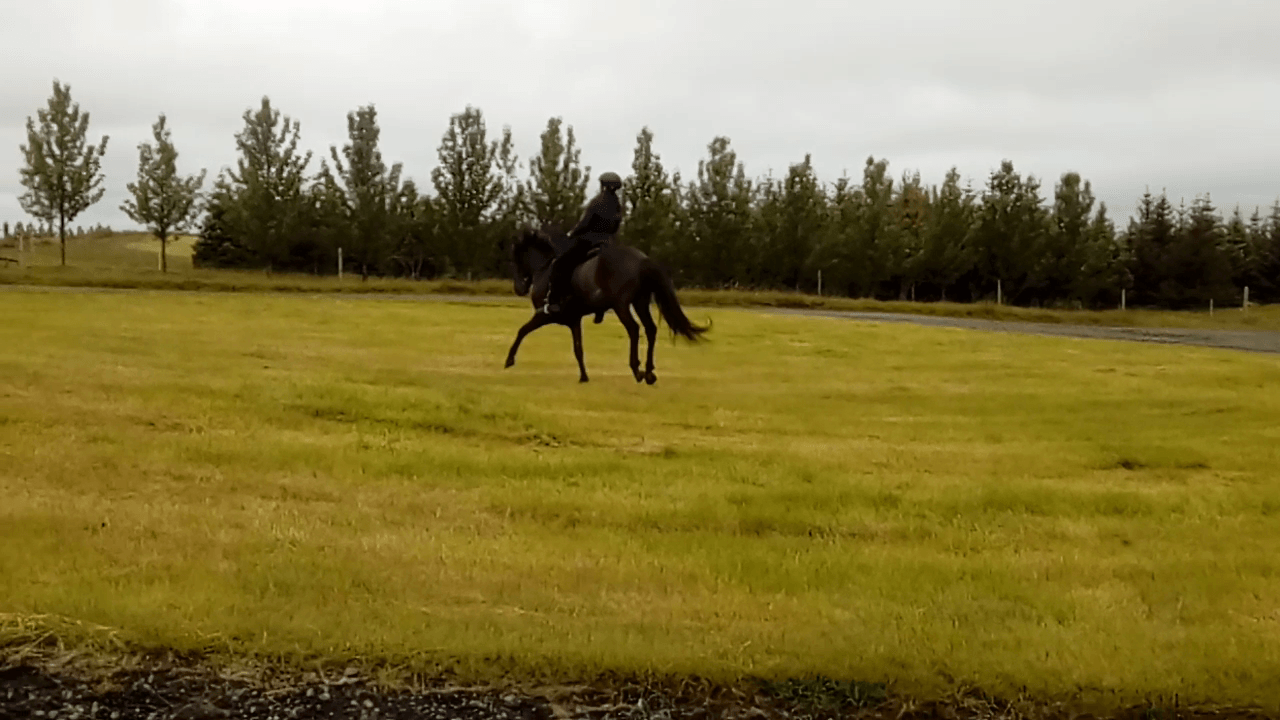 Un cheval qui part, lève le cul, de joie, ou d'énervement peut-être, risque de chute pour le cavalier ?