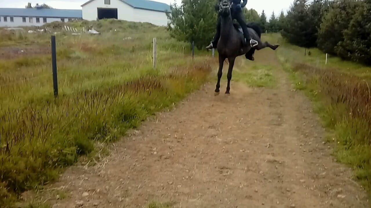 Un cheval qui bouge, saute en l'air, le cavalier est debout sur ses étriers, va-t-il tomber ?