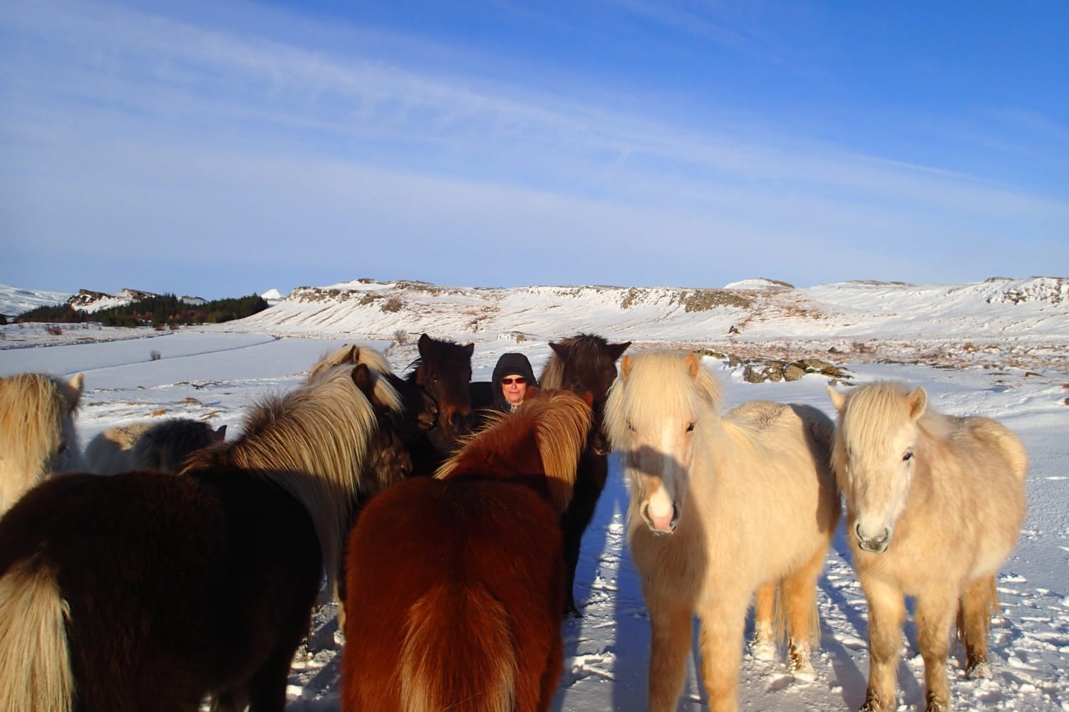 In Iceland, in the snow, Béatrice exchanges and communicates freely with her attentive, present herd.