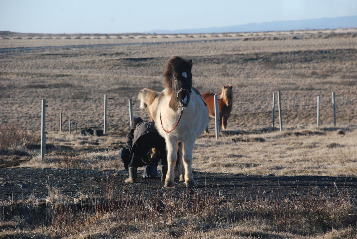 Free and safe hoof trimming : an Icelandic blue dun pinto horse remains balanced and calm, a testament to deep mutual understanding.