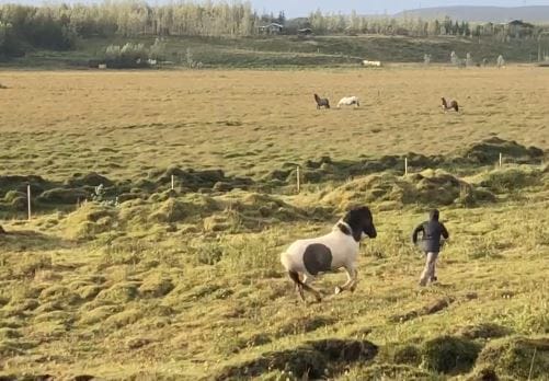 Taktur gallops joyfully across the meadow, following an energetic Béatrice, sharing freedom, pleasure, and connection.