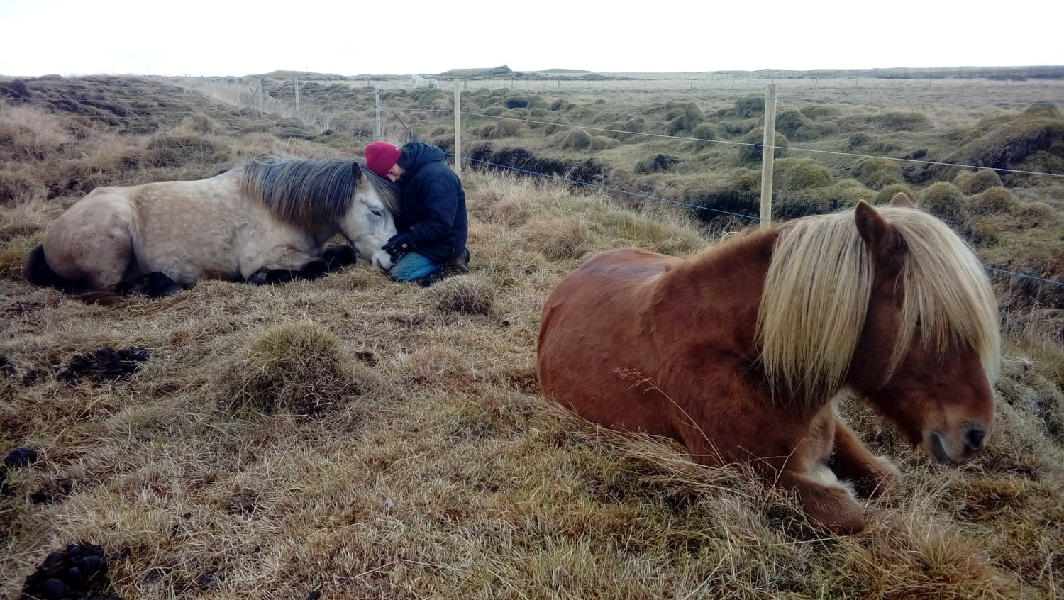 Aron and Glaður lying in the grass, Aron and Béatrice sharing a tender, grateful hug.