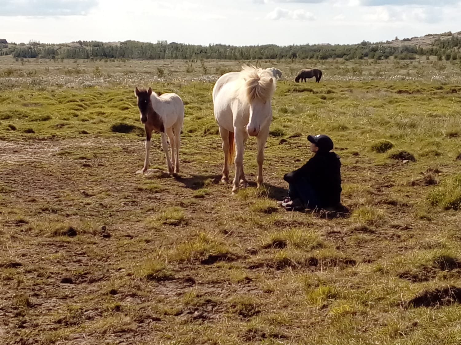 Aurore, relaxed, gently and pressure-free welcomes the curious approach of a filly and her godmother.