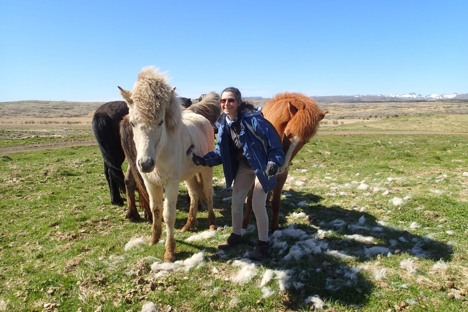 Patient and calm horses waiting their turn for grooming in the pasture, embodying human-horse well-being and harmony.