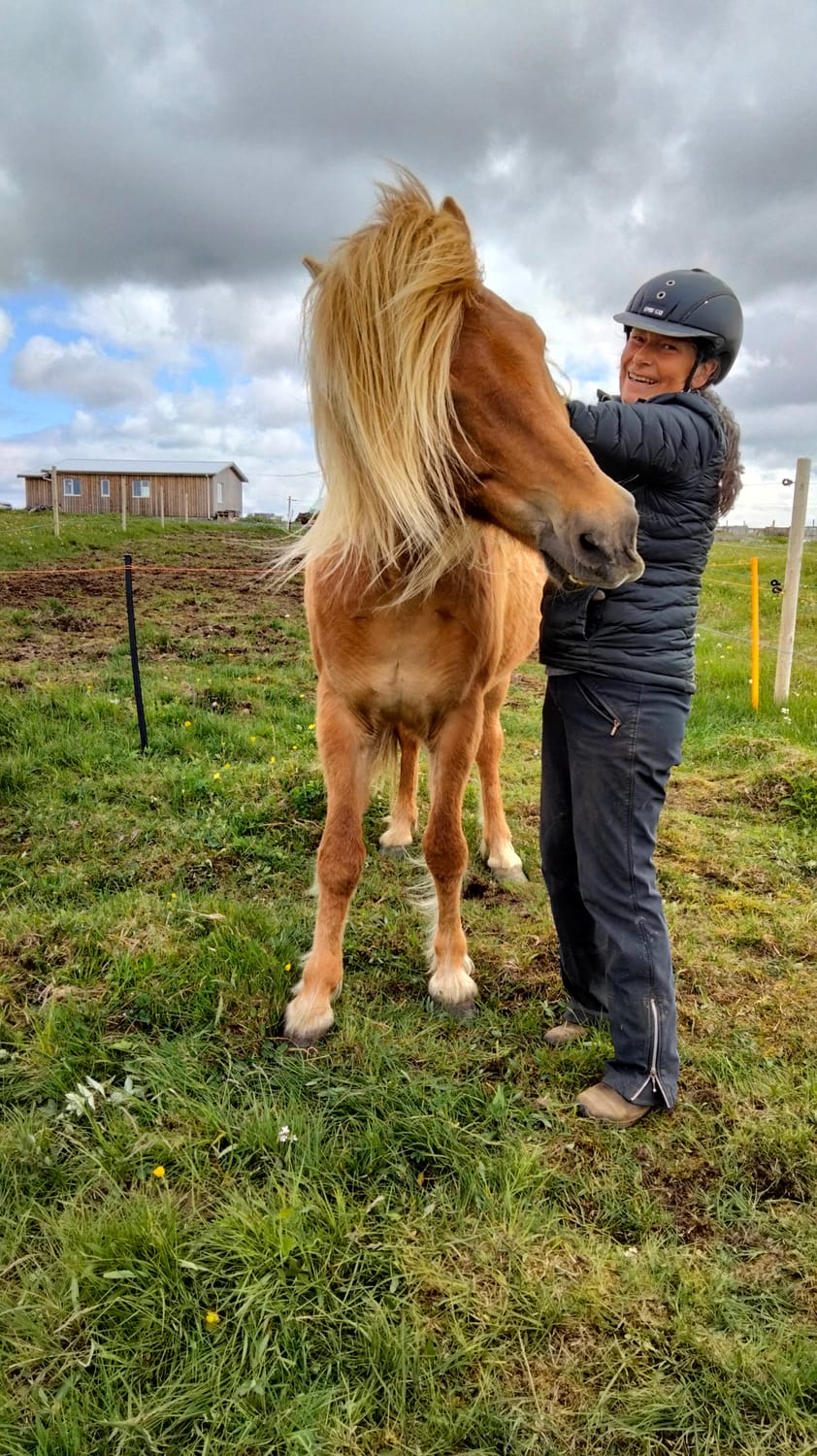 Contagious well-being of a chestnut horse enjoying scratches, moving toward mutual understanding and a peaceful partnership.