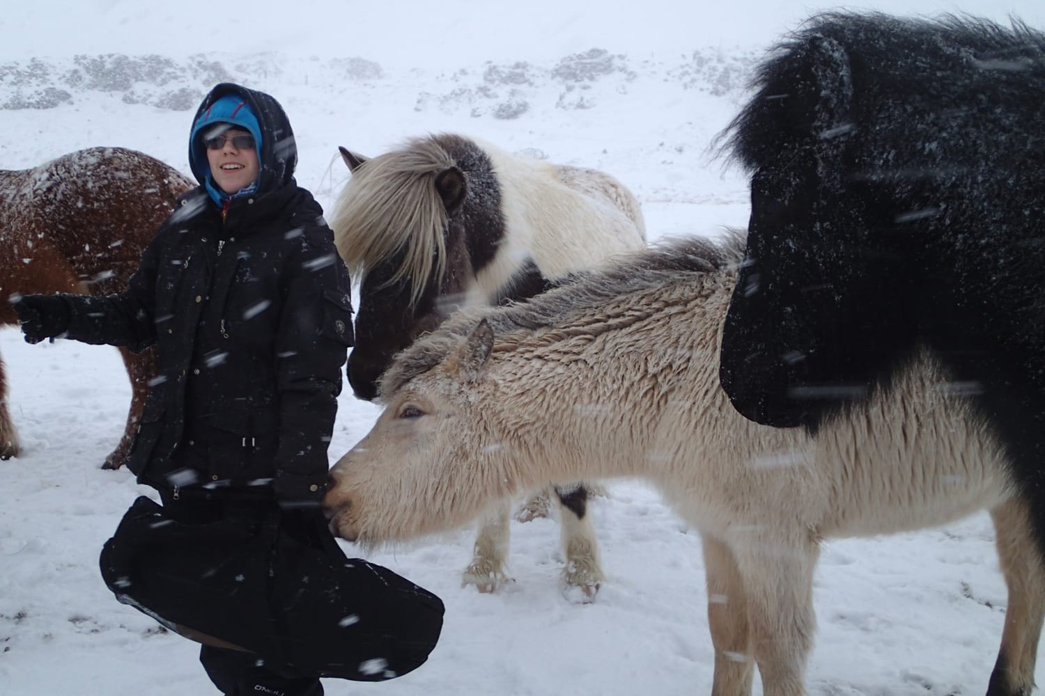 In the middle of the herd, under the snow, a filly approaches Aurore with trust, connection, and security.
