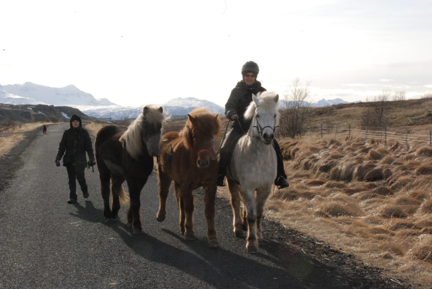 Béatrice guides her trio of horses with fluidity. We often use a mentor horse to reassure, demonstrate, and guide a young one.