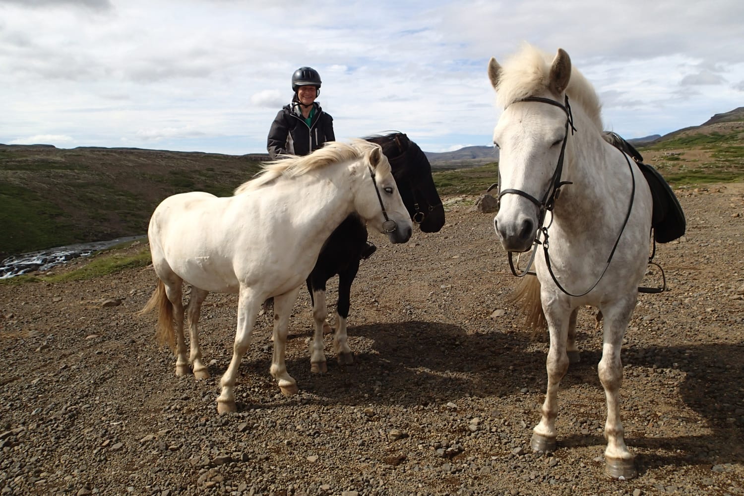 Relaxing break in nature: Dökk waits serenely for the photographer’s return, reins resting on her neck.