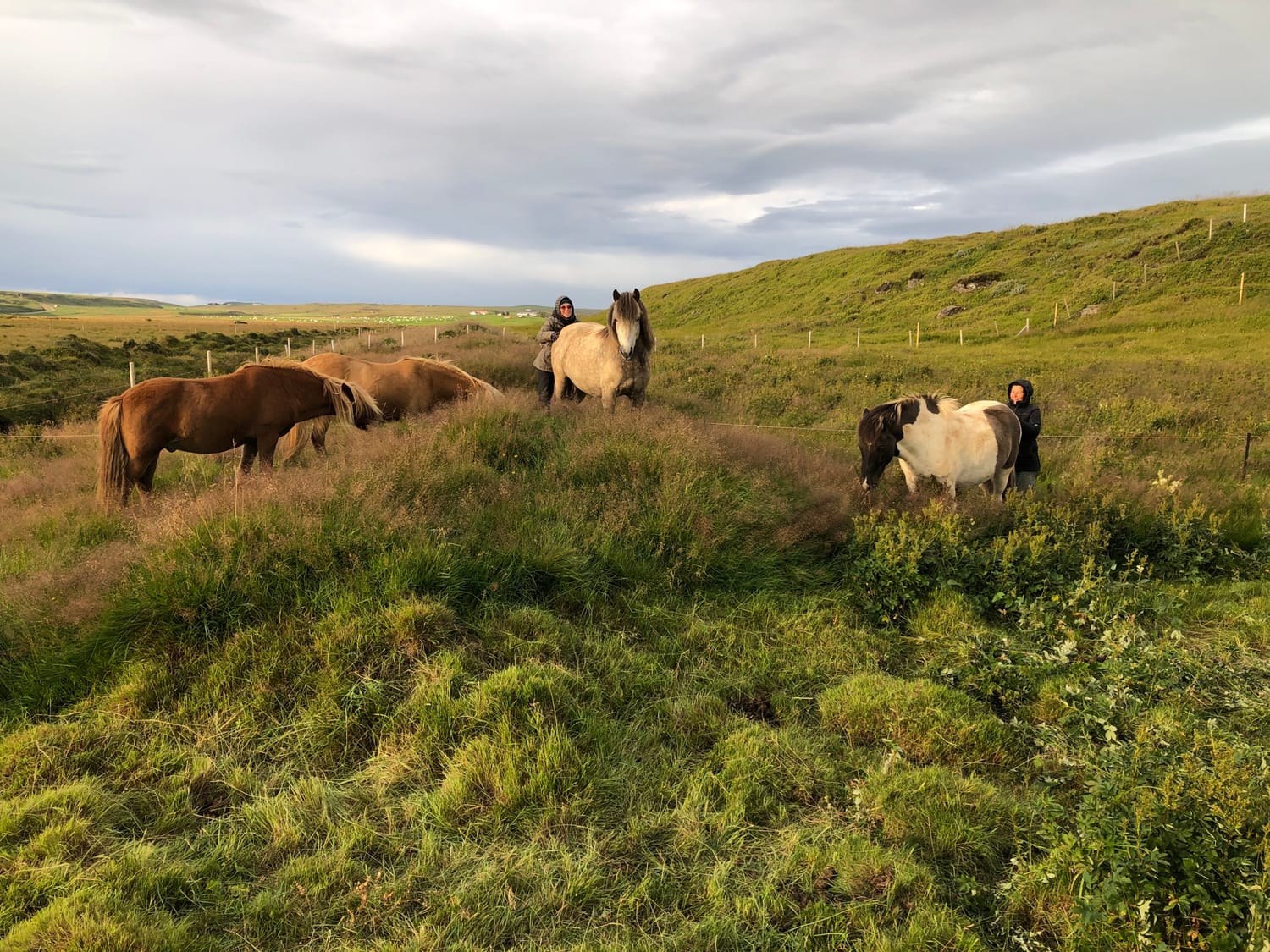 Toward the blog. In the pasture, Aurore, Béatrice, and four horses share a moment of relaxation, cuddles, and connection.