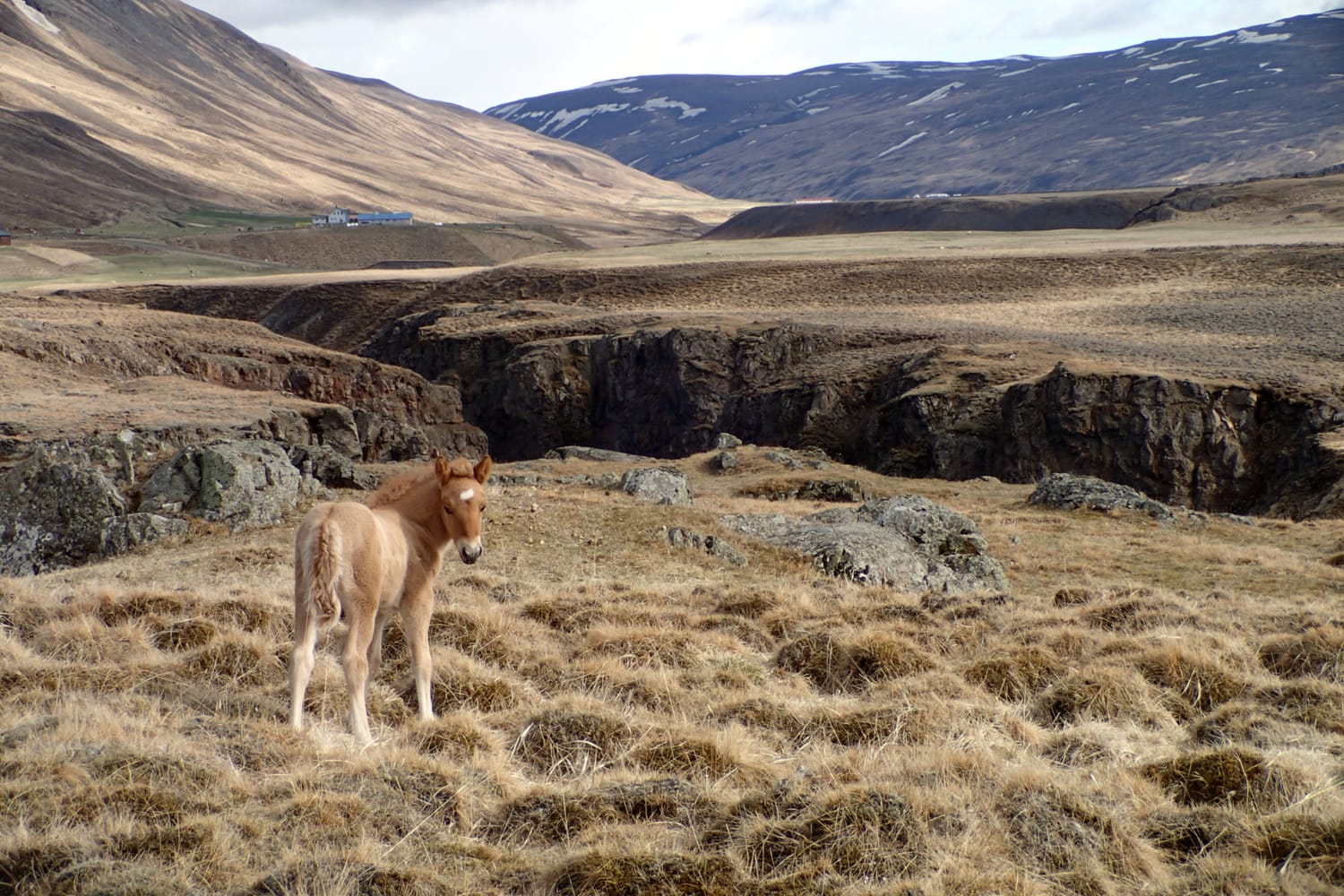 A foal turns toward us, waiting to guide us through the wild Icelandic nature, the beginning of a connection.