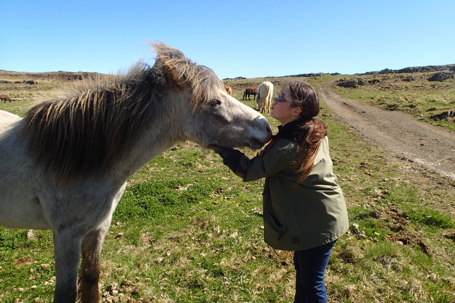Observing the human-horse relationship in the pasture, with a beautiful and serene face-to-face moment between Aurore and Alba, an Icelandic mare.