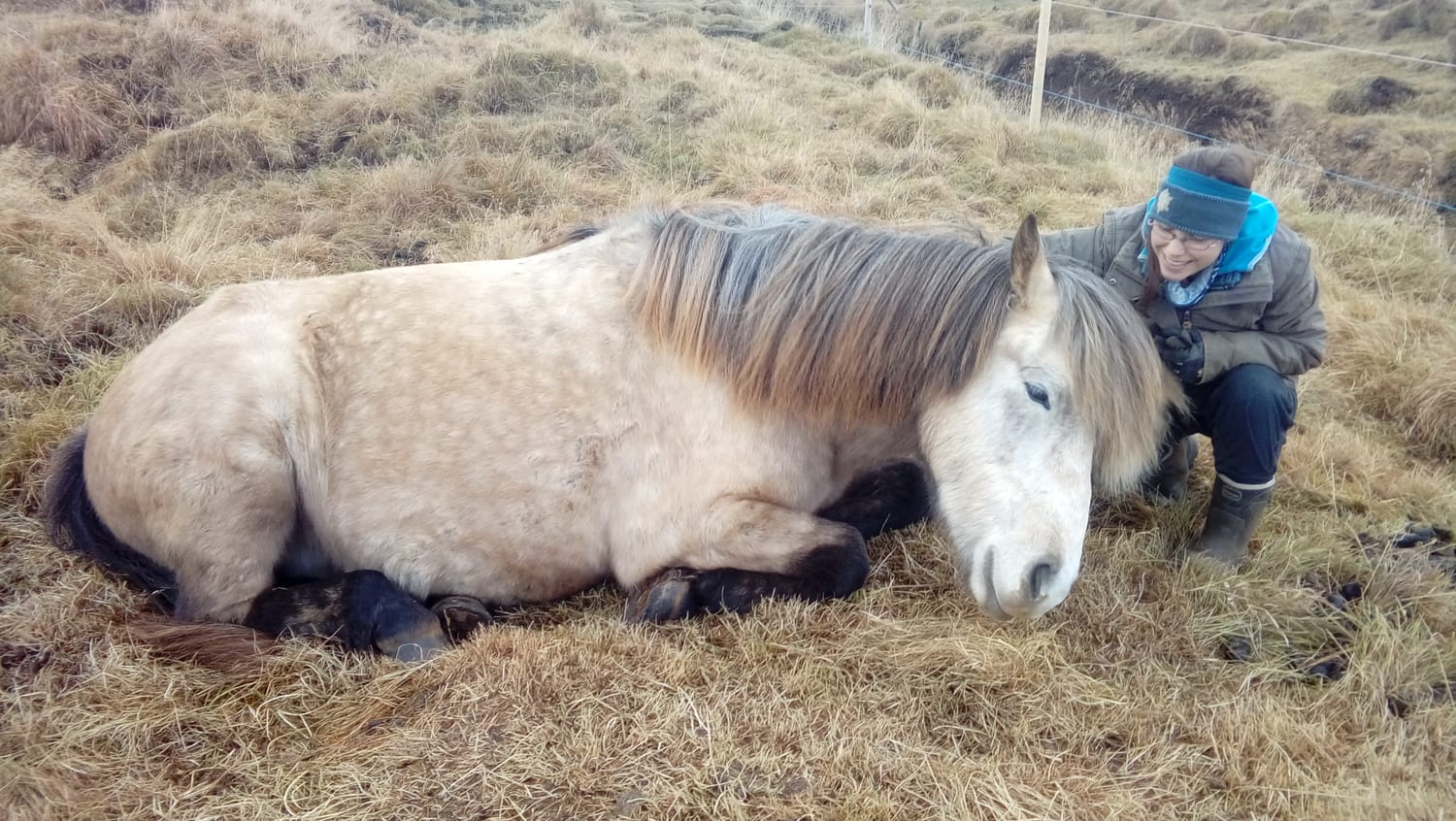 Aron, a bay dun horse and Aurore enjoy a peaceful nap in the pasture, a moment of calm and well-being.