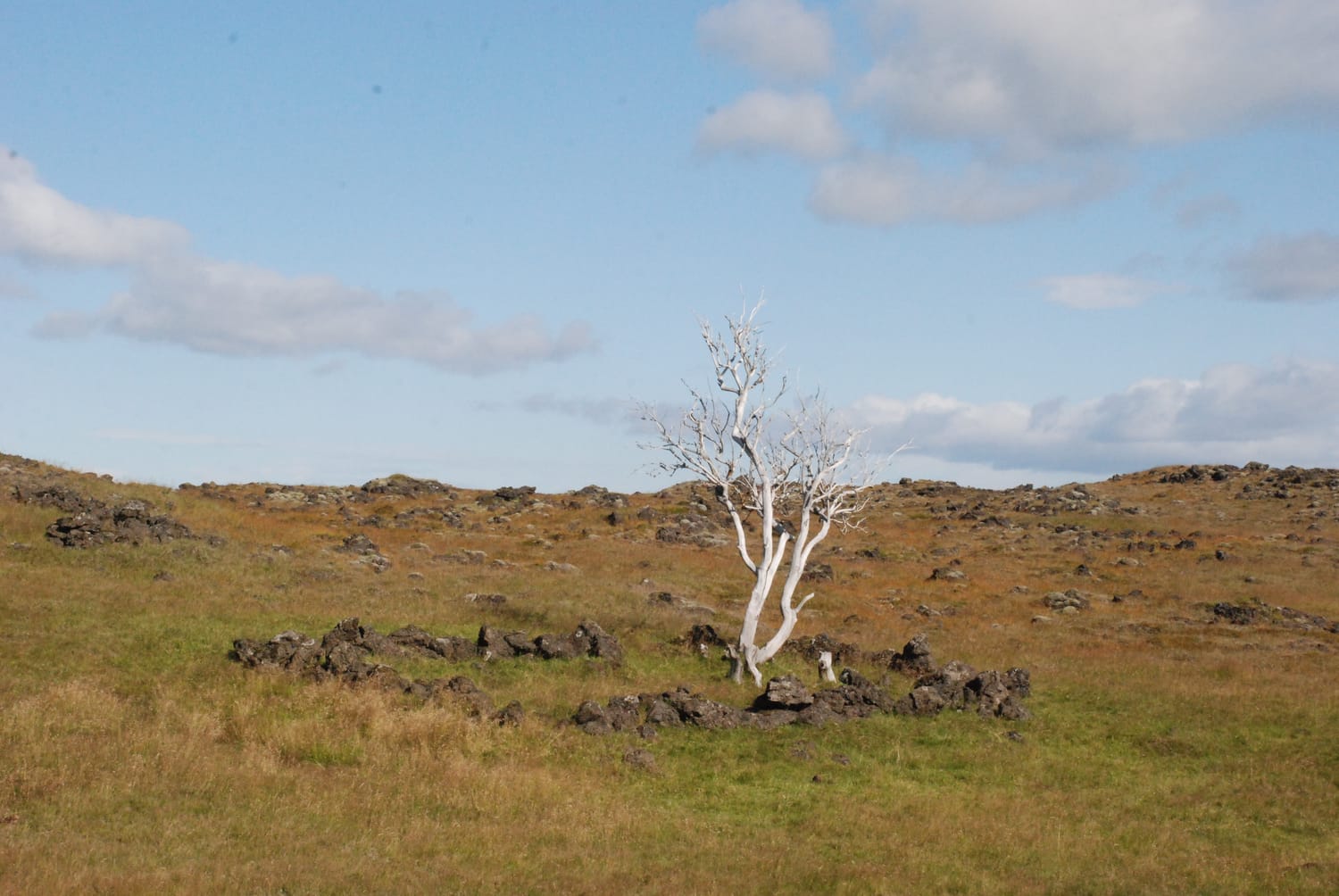 Old white twisted tree in a wild landscape, showing broken branches and new growth, symbolizing resilience and unconventional beauty.