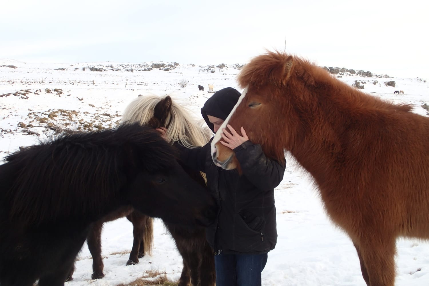 A woman and a young mare head to head, surrounded by other horses in a moment of silent bond and absolute peace in Iceland.  