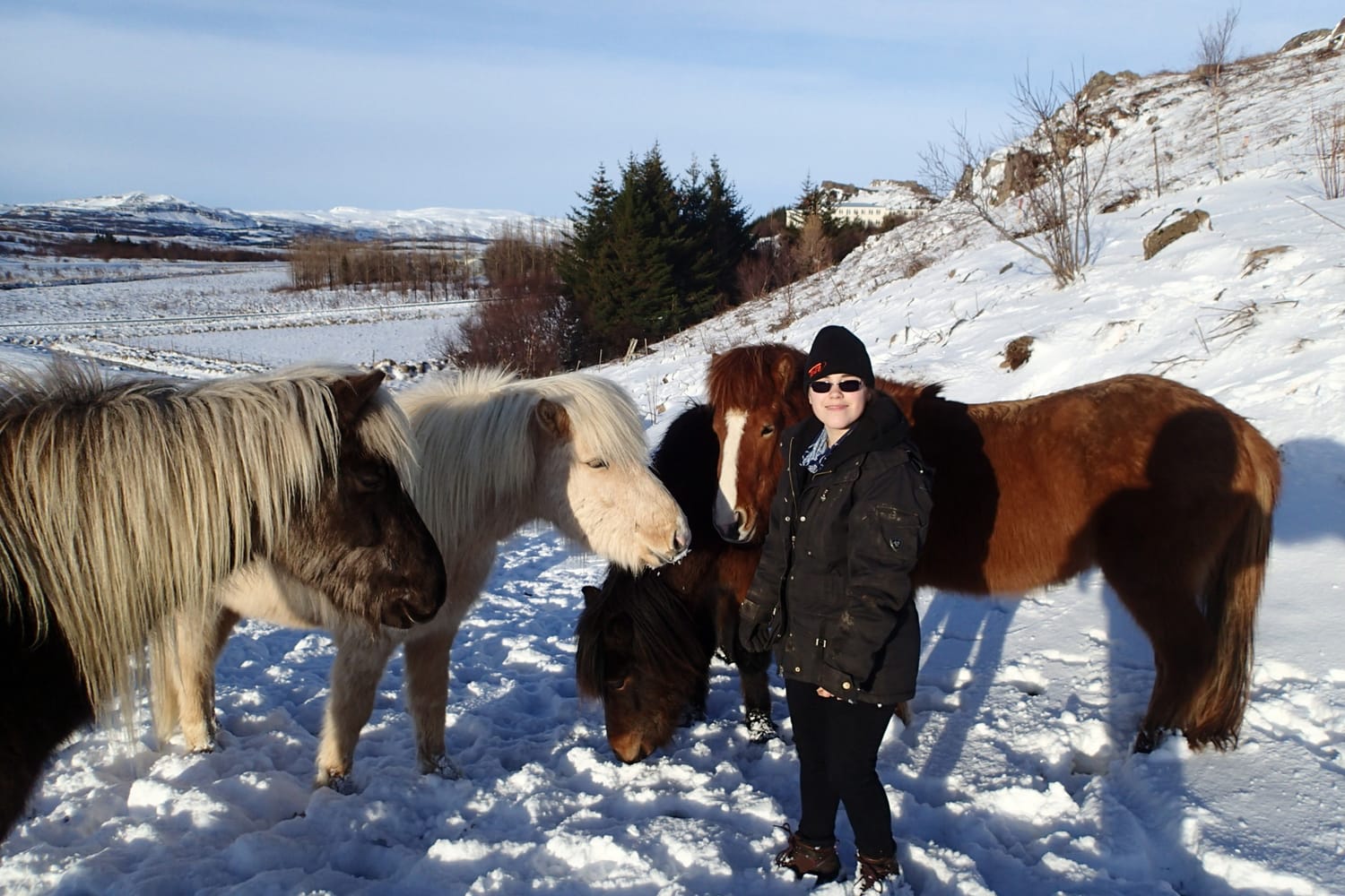 Woman surrounded by curious and relaxed Icelandic horses in a snowy field, illustrating mutual observation.