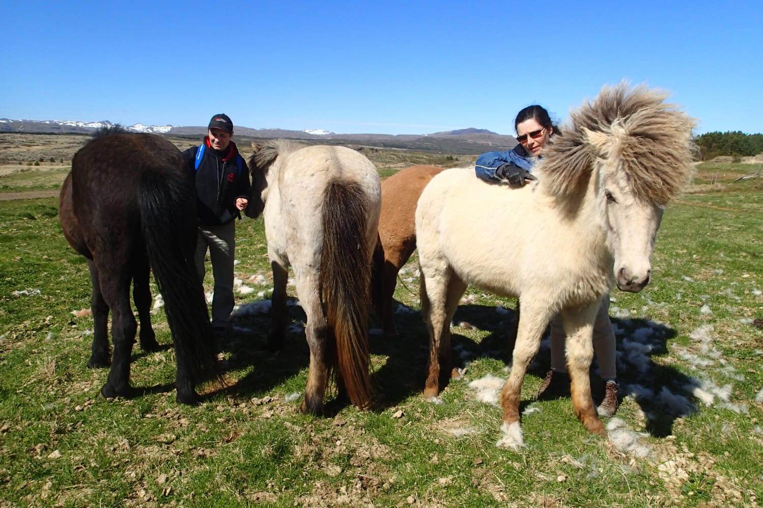 Two humans grooming Icelandic horses at liberty in a spring pasture, showing a voluntary care session.