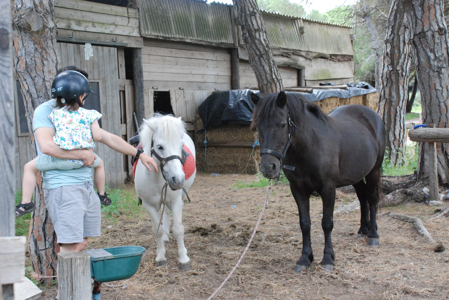 Man holding his daughter and offering his hand to a pony for a respectful and safe initial contact.