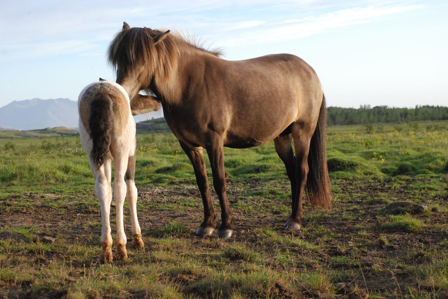 Icelandic mare and foal mutual grooming under the midnight sun, a natural example of animal consent.