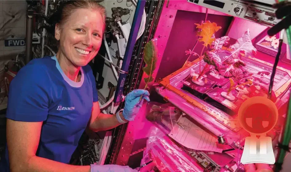 Physiolamp Review: Examining Infrared Technology for Wellness