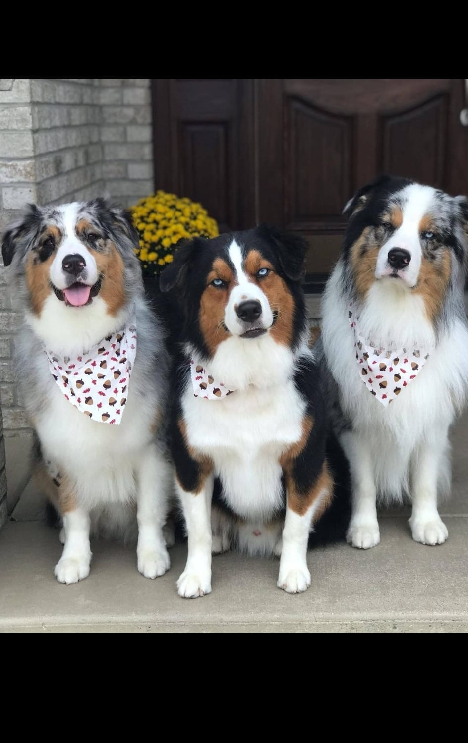 TAGA Ranch Australian Shepherd puppy available Iowa
