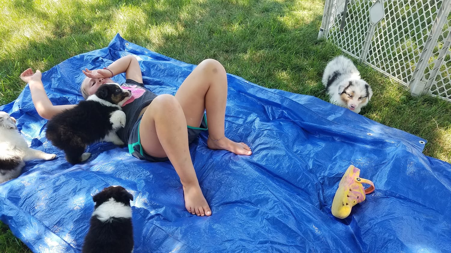 Aryanne Robbins TAGA Ranch right hand playing with Australian Shepherd puppies Iowa socialization holistic care