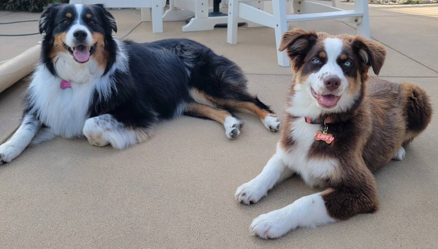 TAGA Ranch Australian Shepherd Iowa holistic care earth medicine