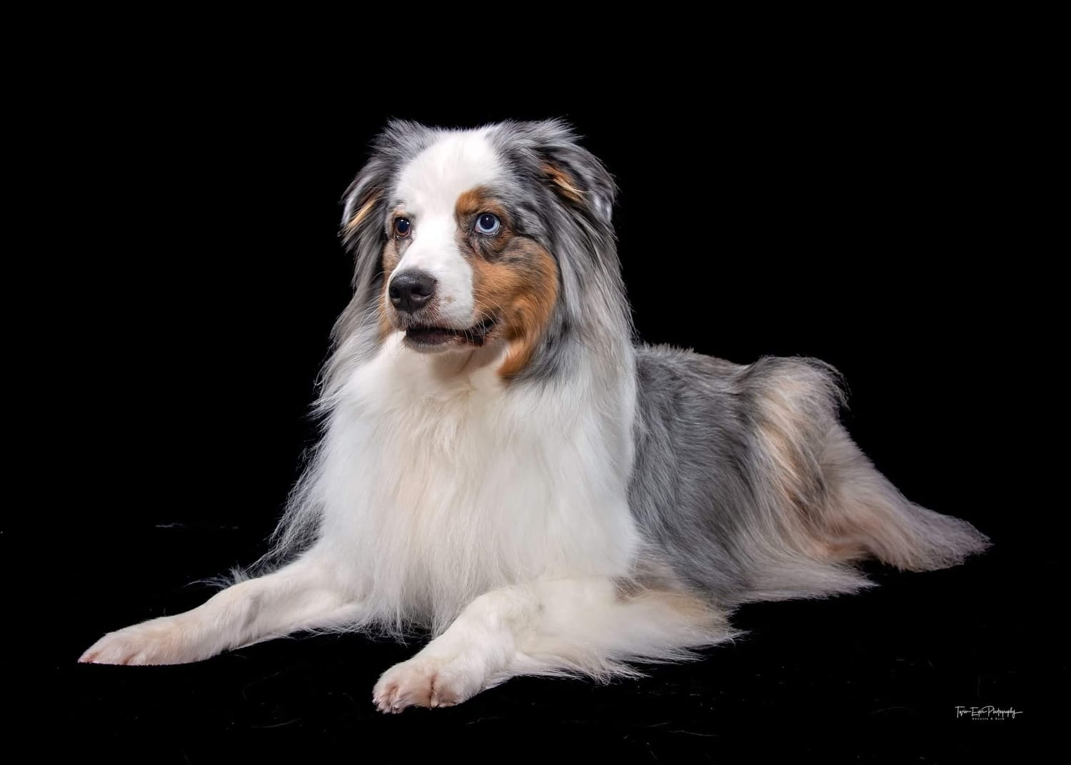 TAGA Ranch Australian Shepherd puppy Iowa AKC registered holistically raised