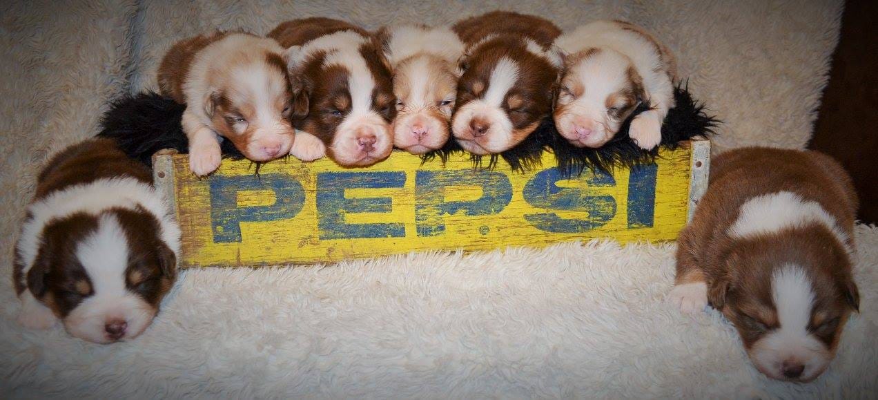 TAGA Ranch Australian Shepherd dogs multiple colors Iowa AKC Breeder of Merit